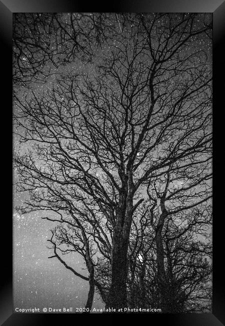 Night Tree Framed Print by Dave Bell