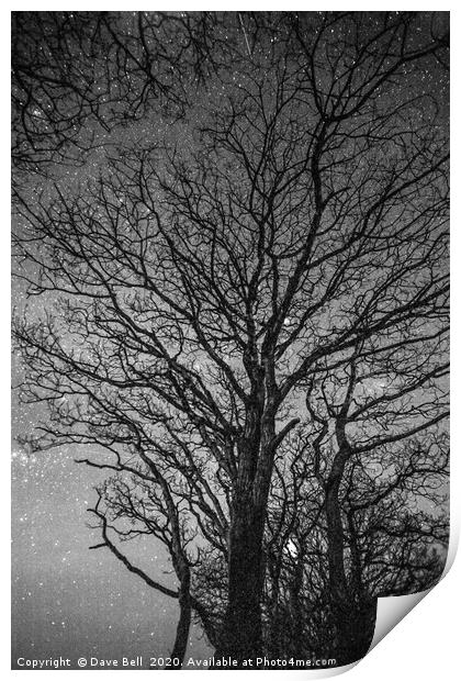 Night Tree Print by Dave Bell