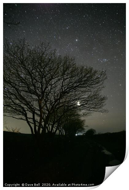 Night Sky Through Trees. Print by Dave Bell
