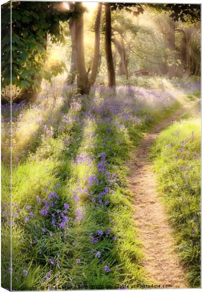 Bluebell forest path at dawn sunrise Canvas Print by Simon Bratt LRPS