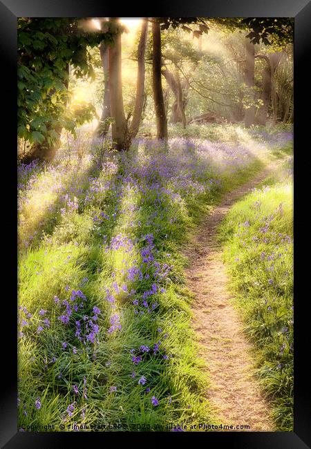 Bluebell forest path at dawn sunrise Framed Print by Simon Bratt LRPS
