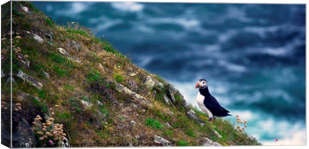 Puffin on The Slithers Canvas Print by Steven Watson