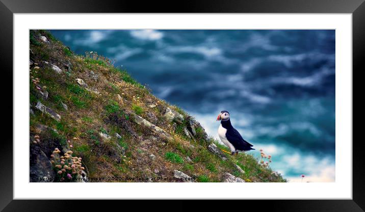 Puffin on The Slithers Framed Mounted Print by Steven Watson