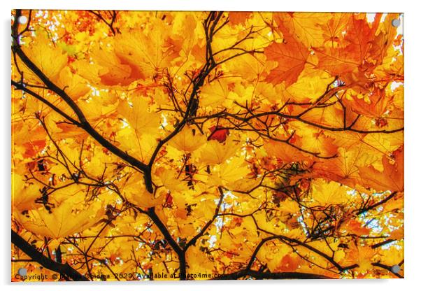 Golden Maple Acrylic by Mariya Obidina