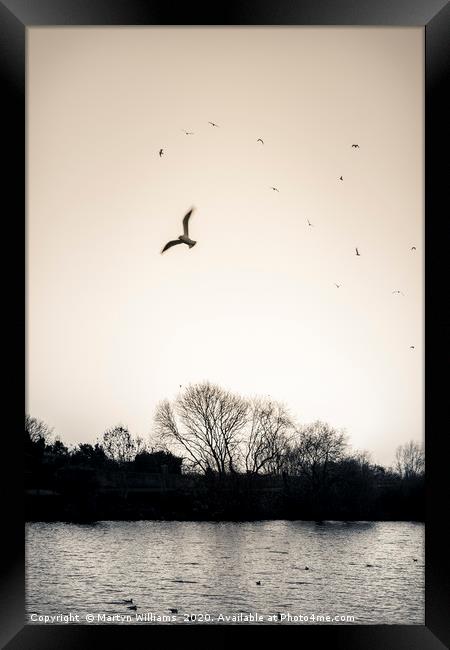 Evening Birds, River Trent Framed Print by Martyn Williams