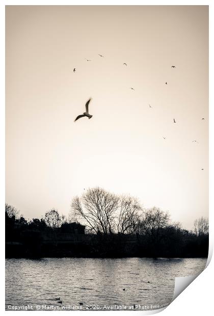 Evening Birds, River Trent Print by Martyn Williams