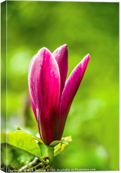 Red Magnolia Flower in Spring Close up Canvas Print by Nick Jenkins