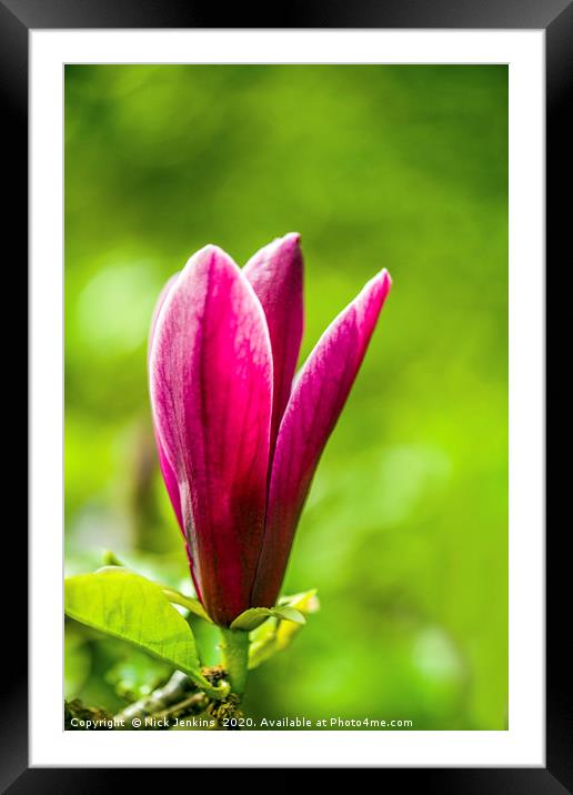 Red Magnolia Flower in Spring Close up Framed Mounted Print by Nick Jenkins