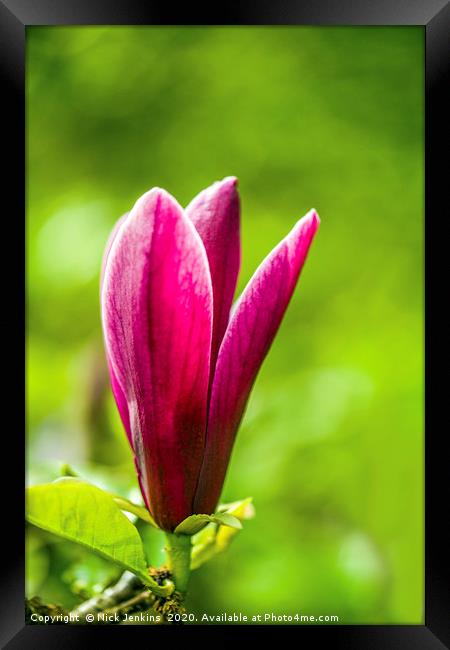 Red Magnolia Flower in Spring Close up Framed Print by Nick Jenkins