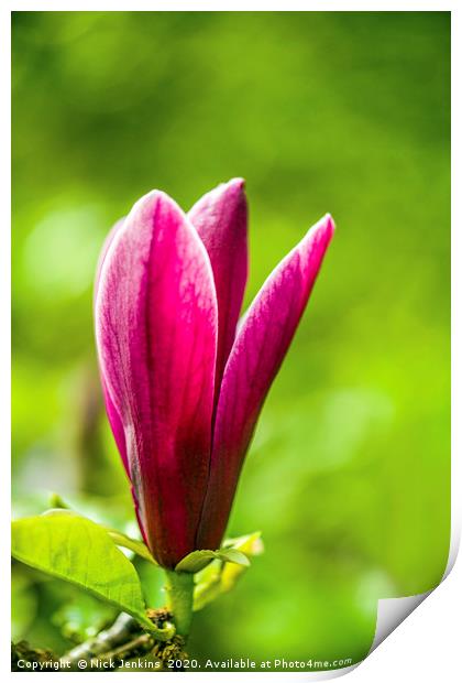 Red Magnolia Flower in Spring Close up Print by Nick Jenkins