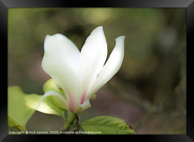 White Magnolia Flower Springtime Close up Framed Print by Nick Jenkins