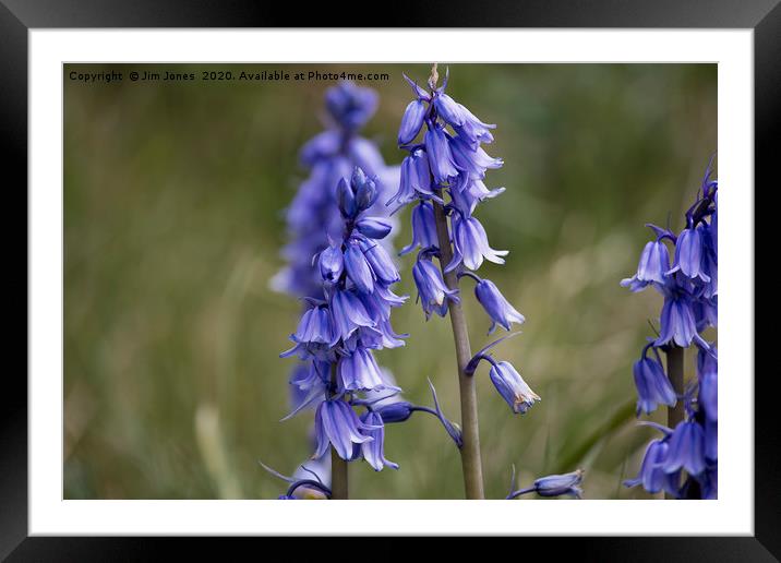 English Wild Flowers - Bluebells (3) Framed Mounted Print by Jim Jones
