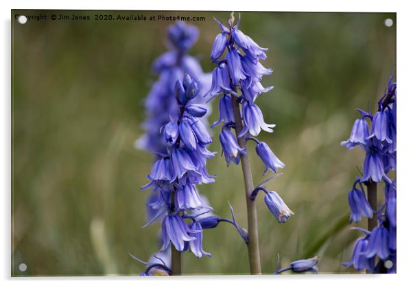 English Wild Flowers - Bluebells (3) Acrylic by Jim Jones