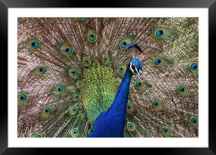 Blue peacock Framed Mounted Print by Martin Smith