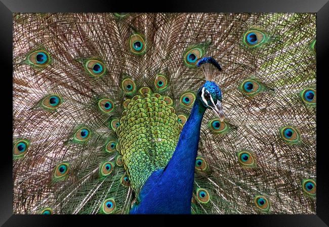 Blue peacock Framed Print by Martin Smith