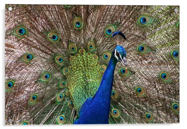 Blue peacock Acrylic by Martin Smith