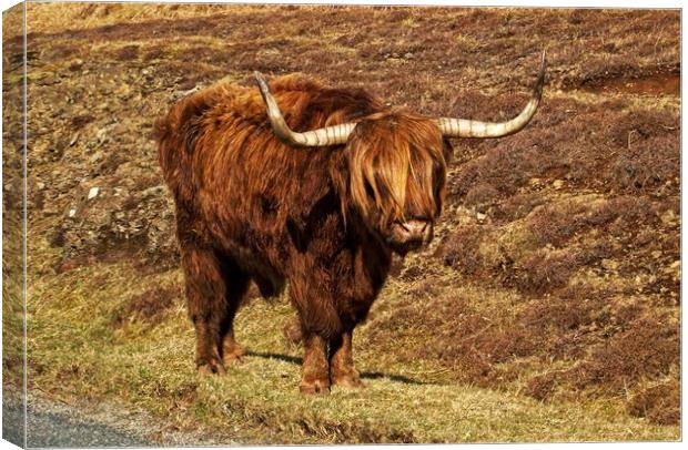 Highland cattle Canvas Print by Martin Smith