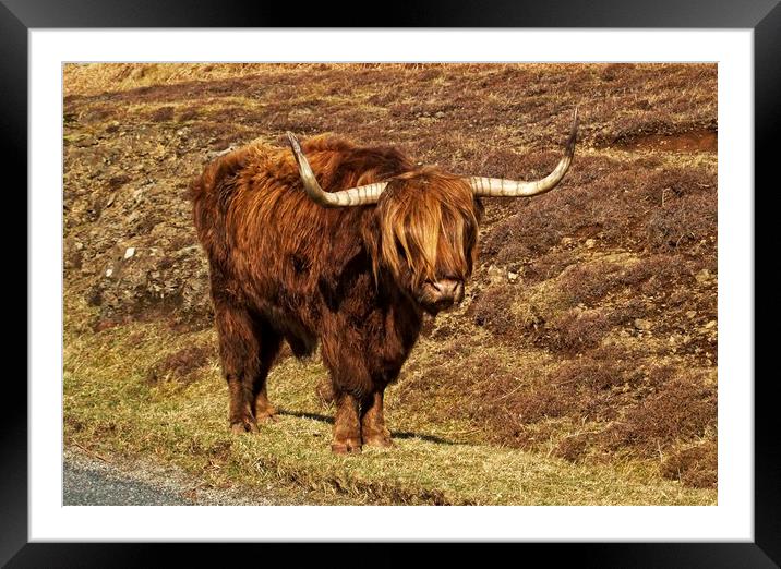 Highland cattle Framed Mounted Print by Martin Smith