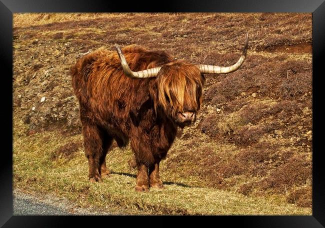 Highland cattle Framed Print by Martin Smith