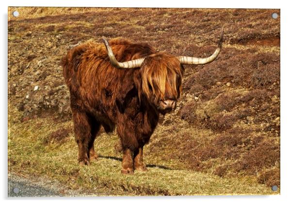 Highland cattle Acrylic by Martin Smith