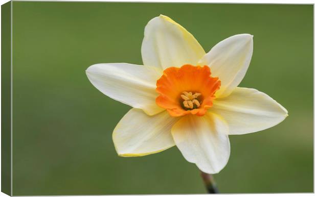 Daffodil Flower Canvas Print by Jonathan Thirkell
