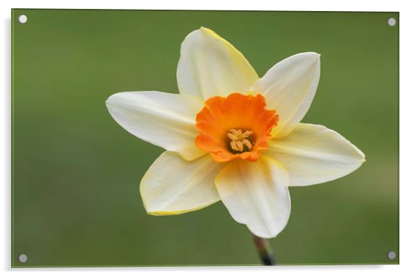 Daffodil Flower Acrylic by Jonathan Thirkell