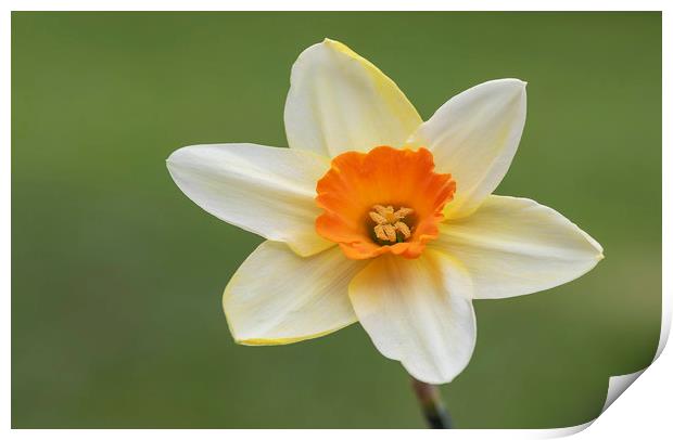 Daffodil Flower Print by Jonathan Thirkell