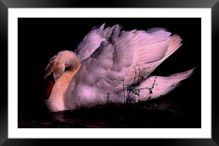 In The Twilight Framed Mounted Print by Trevor White