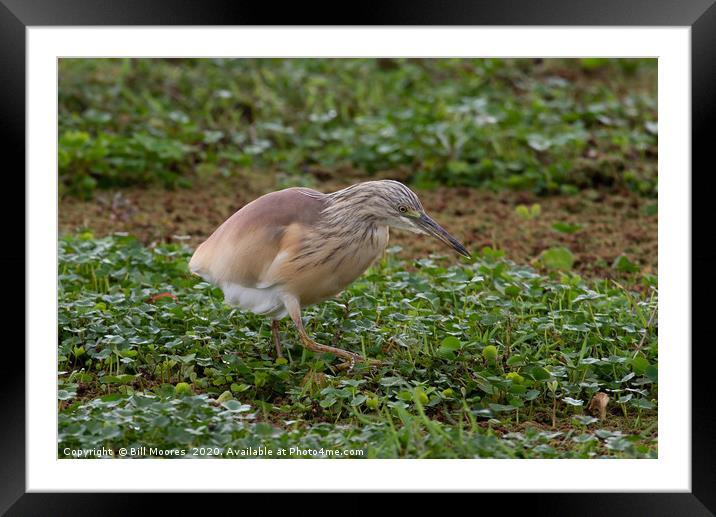 Squacco Heron Framed Mounted Print by Bill Moores