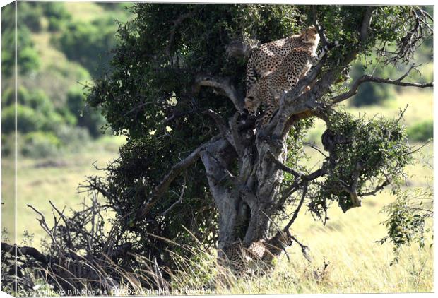Young Cheetahs in tree Canvas Print by Bill Moores