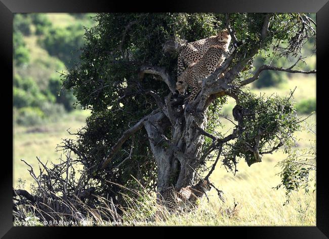 Young Cheetahs in tree Framed Print by Bill Moores