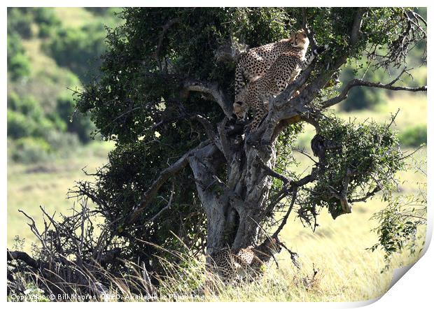 Young Cheetahs in tree Print by Bill Moores
