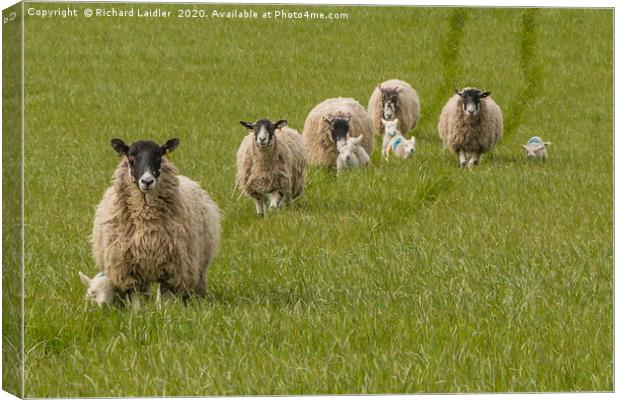 The Baa's Open - Lets Go! Canvas Print by Richard Laidler