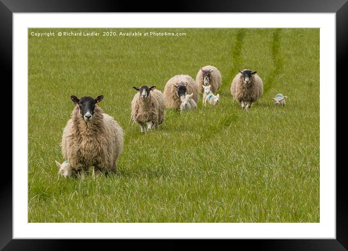 The Baa's Open - Lets Go! Framed Mounted Print by Richard Laidler
