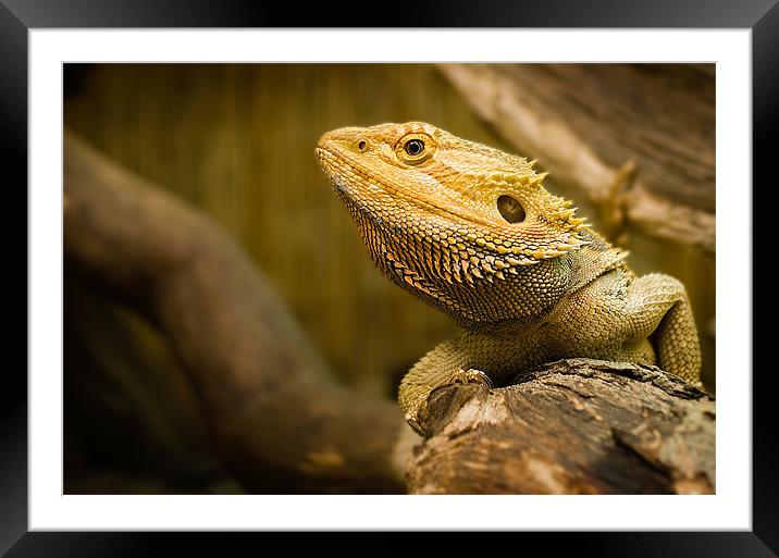 Bearded Dragon Lizard Framed Mounted Print by Keith Thorburn EFIAP/b