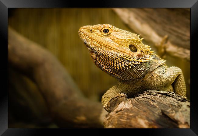 Bearded Dragon Lizard Framed Print by Keith Thorburn EFIAP/b
