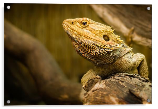 Bearded Dragon Lizard Acrylic by Keith Thorburn EFIAP/b