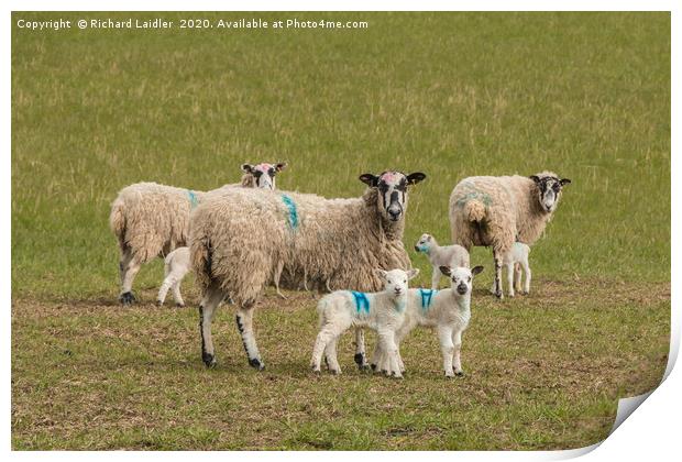 Texel Cross Mums and Youngsters Print by Richard Laidler