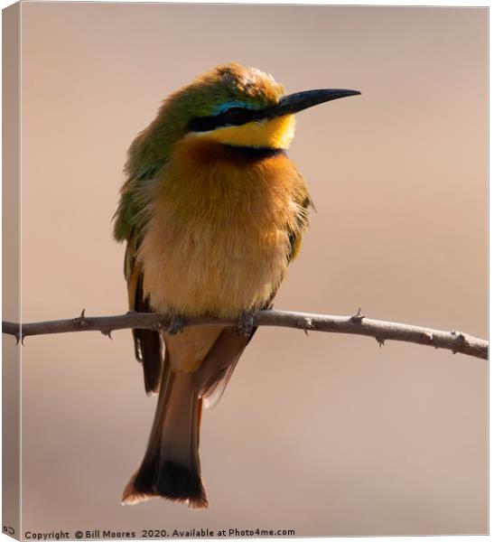 Lone Little Bee-Eater Canvas Print by Bill Moores