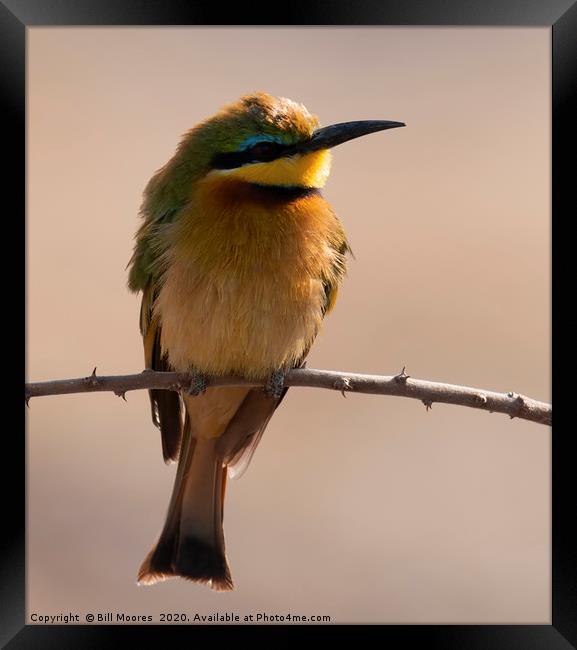 Lone Little Bee-Eater Framed Print by Bill Moores