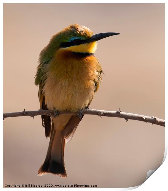 Lone Little Bee-Eater Print by Bill Moores