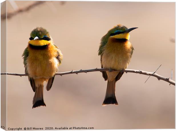 Little Bee-Eater pair Canvas Print by Bill Moores