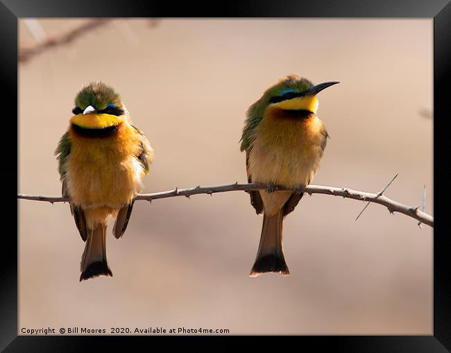 Little Bee-Eater pair Framed Print by Bill Moores