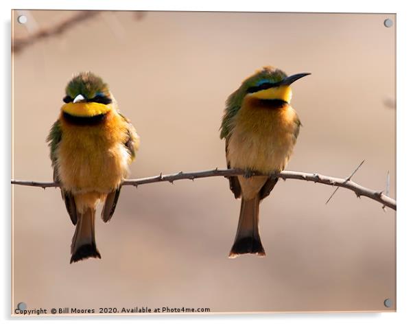 Little Bee-Eater pair Acrylic by Bill Moores