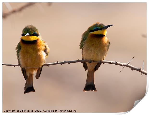 Little Bee-Eater pair Print by Bill Moores