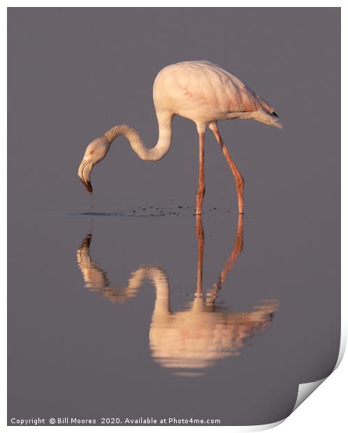 Reflected Glory Print by Bill Moores