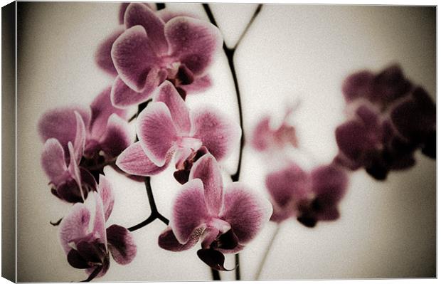 Pink Orchids Canvas Print by K. Appleseed.