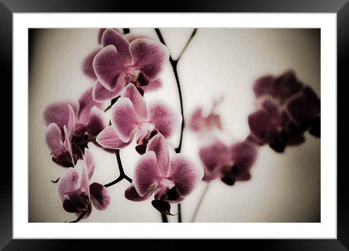 Pink Orchids Framed Mounted Print by K. Appleseed.