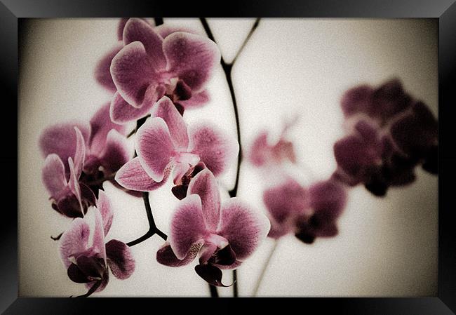 Pink Orchids Framed Print by K. Appleseed.