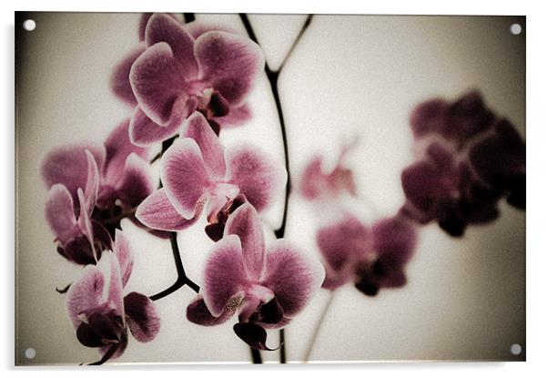 Pink Orchids Acrylic by K. Appleseed.